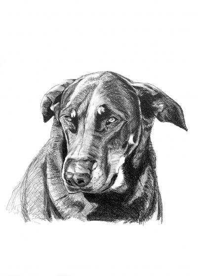 Chien 01 - Arnaud Griselin