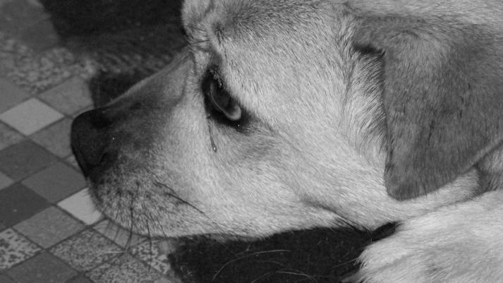 chien 2 - Nickolaï Guigand - Cliquer pour afficher en grand