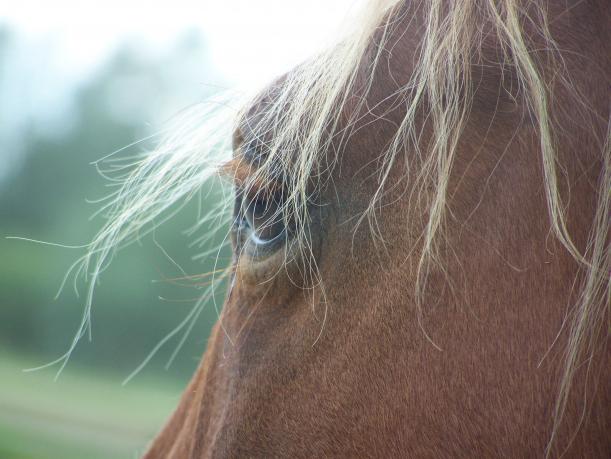 tchik - Nickolaï Guigand - Click to enlarge