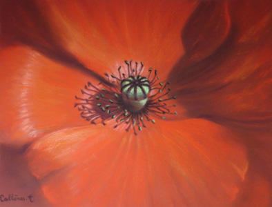 Coquelicot - Armelle Callènes