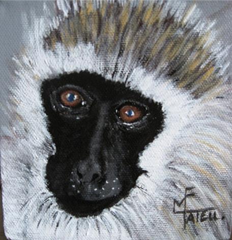 Vervet - Marie France Mateu