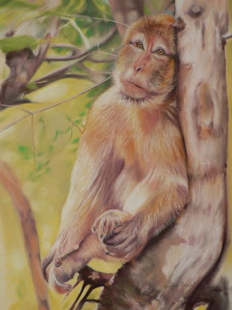 macaque de Rocamadour - Evelyne Berart
