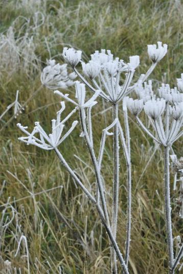Fleurs de frimas - Bertrand Beaufour