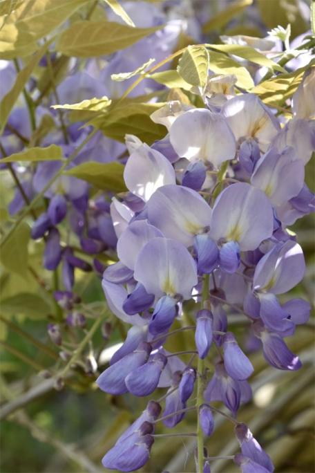 Glycine du matin - Bertrand Beaufour