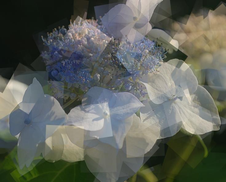 Fleur d'hortensia - Bertrand Beaufour - Click to enlarge