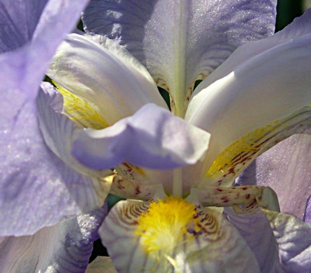 Coeur d'iris... - Bertrand Beaufour - Cliquer pour afficher en grand