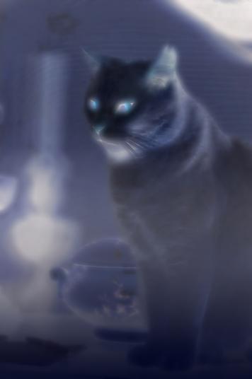 Le chat bleu...d' Outre monde - Bertrand Beaufour
