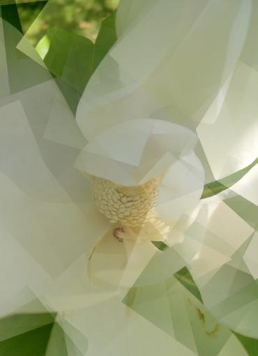 Magnolia - Bertrand Beaufour