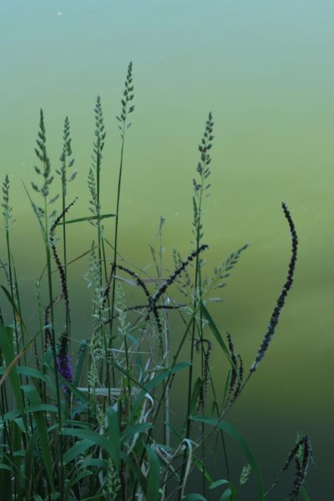 Mème les herbes, - Bertrand Beaufour