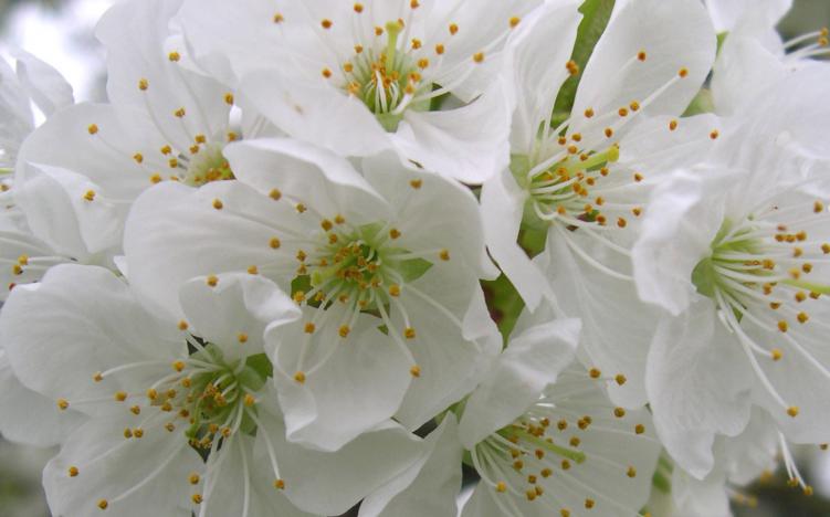 Petite fleur - Bertrand Beaufour - Cliquer pour afficher en grand