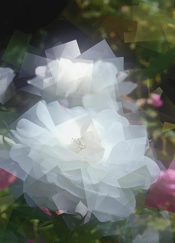 Rose du jour - Bertrand Beaufour - Click to enlarge
