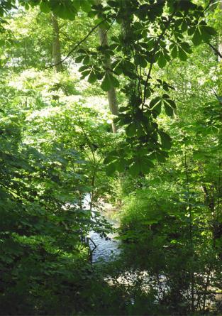 Le petit ruisseau - Bertrand Beaufour