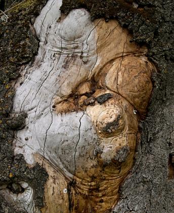 Sculpteur - Bertrand Beaufour