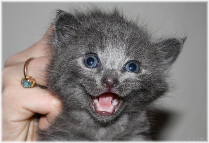 BABYCAT SCREAM - Antonio Puertas - Cliquer pour afficher en grand