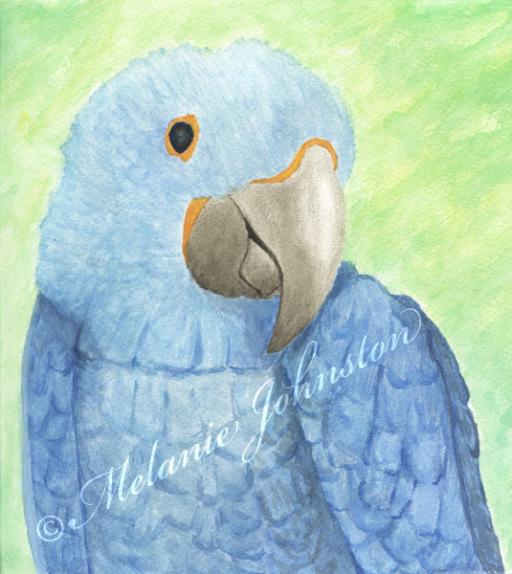 Hyacinth Macaw at Rest - Melanie Johnston