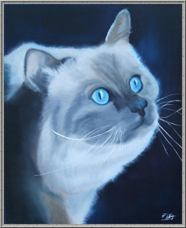 persan bleu - Françoise Dauvergne - Click to enlarge