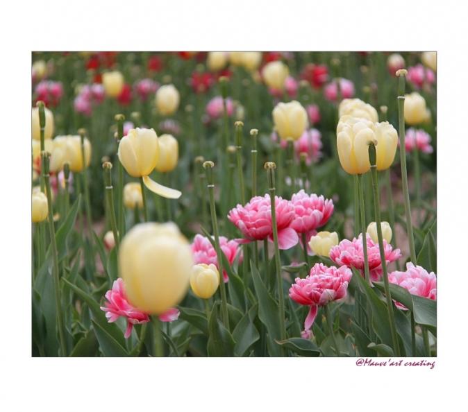 Jardin des couleurs 111 - Dominique Bourcier - Cliquer pour afficher en grand