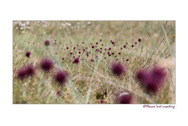 Jardin des couleurs 33 - Dominique Bourcier - Click to enlarge