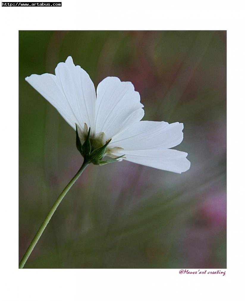 Jardin des couleurs 5 - Dominique Bourcier - Cliquer pour afficher en grand