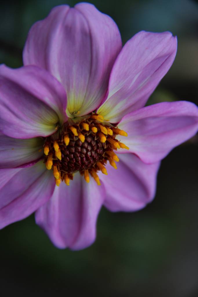 dahlia - Dominique Bourcier - Cliquer pour afficher en grand