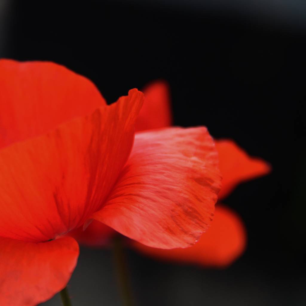 coquelicot - Dominique Bourcier - Click to enlarge