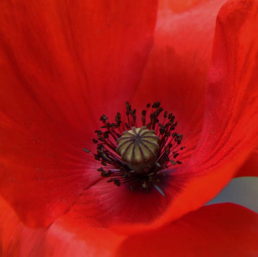 coquelicot 1 - Dominique Bourcier - Click to enlarge