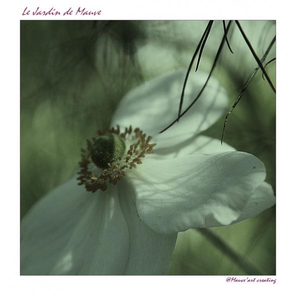 Le Jardin de Mauve 22 - Dominique Bourcier - Cliquer pour afficher en grand