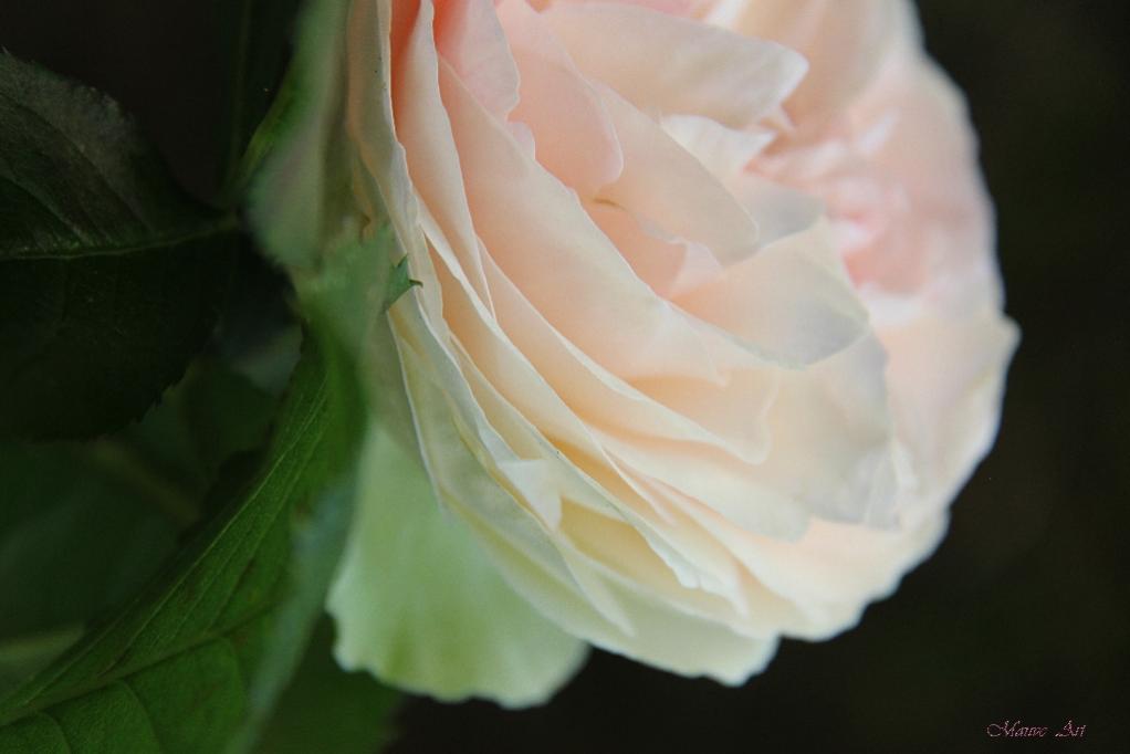 MY ROSE 12 - Dominique Bourcier - Cliquer pour afficher en grand
