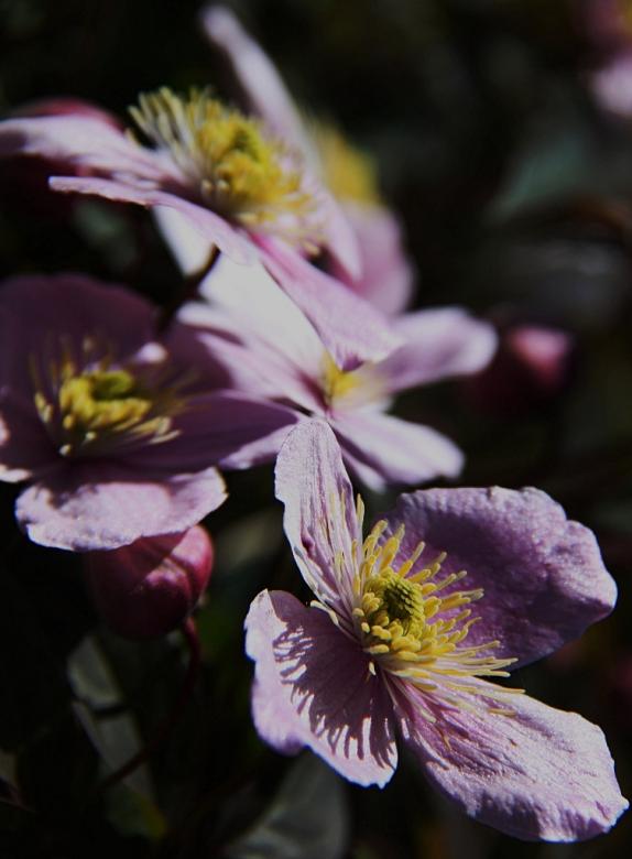 SPRING GARDEN1 - Dominique Bourcier