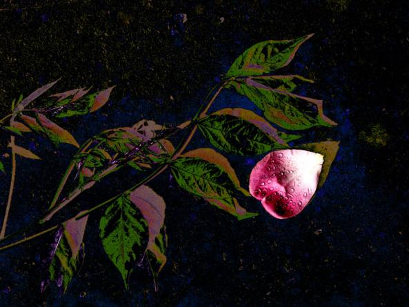 rose - Michel Plante - Click to enlarge