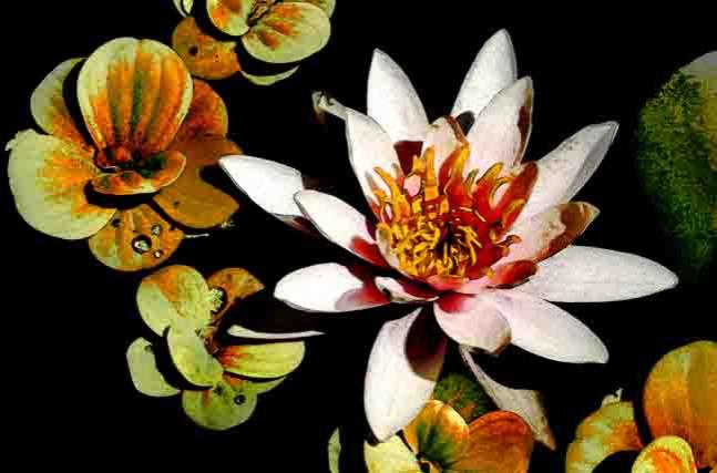 Lotus III - Pepper Pepper - Click to enlarge