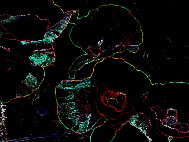 Coquelicots - Aaron Flux - Click to enlarge