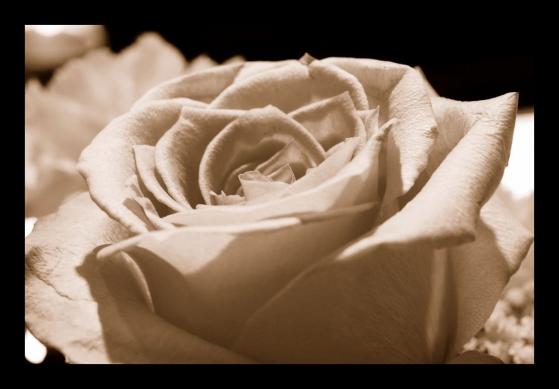 Butter Rose - Heather McArthur