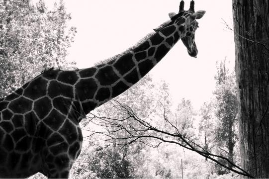 Captivity - Heather McArthur