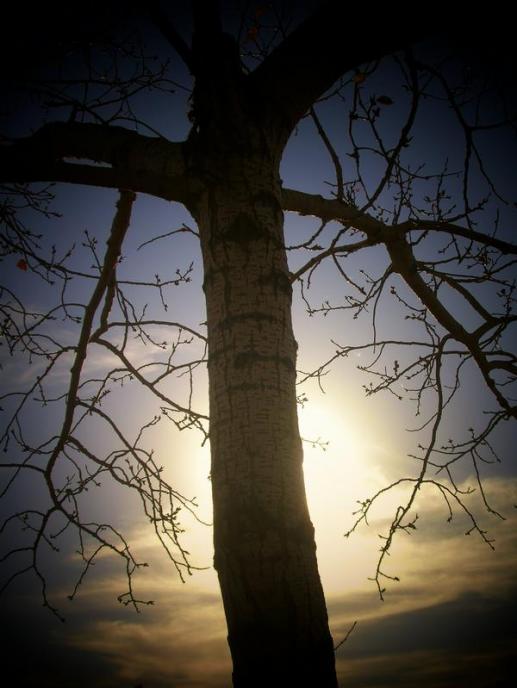 crucified - Heather McArthur