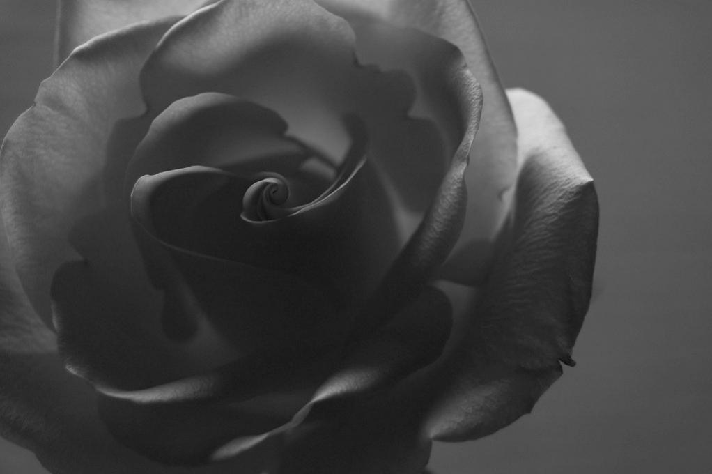 Dark Rose - Heather McArthur - Click to enlarge