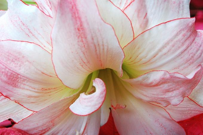 Flower - Heather McArthur - Cliquer pour afficher en grand