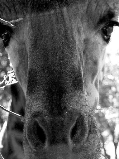 Giraffe - Heather McArthur