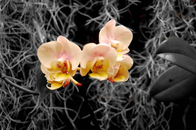 Pink Orchid - Heather McArthur - Click to enlarge