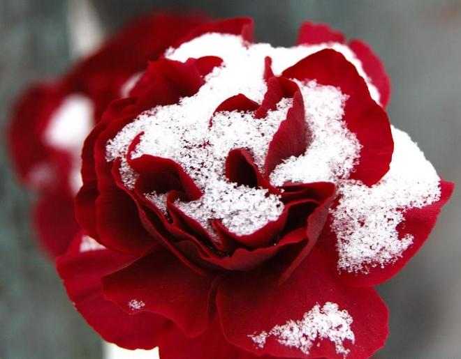 Snow Rose - Heather McArthur - Click to enlarge