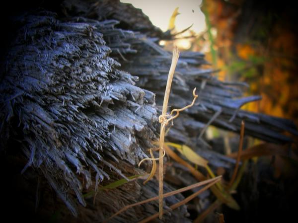 Twig - Heather McArthur - Click to enlarge