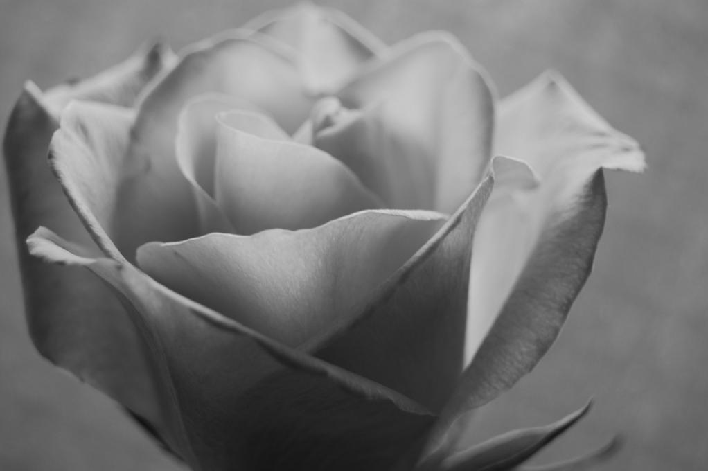 White Rose - Heather McArthur - Cliquer pour afficher en grand