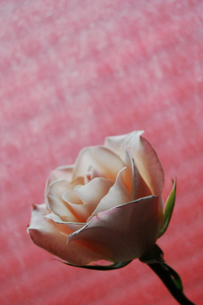 Window Rose - Heather McArthur - Cliquer pour afficher en grand