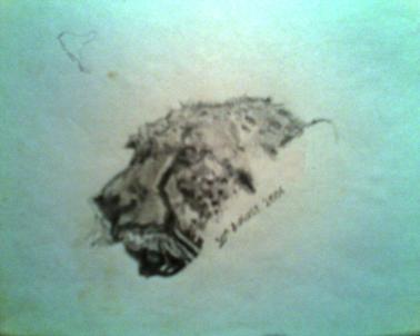 Leopard - Ife'ka Terry