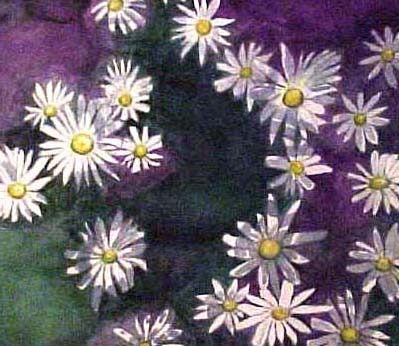 Daisies - Bernie Elliott