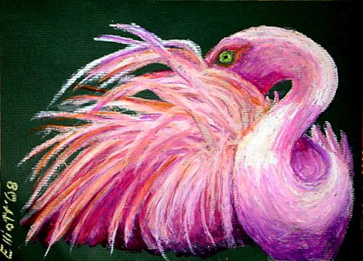 Flamingo - Bernie Elliott