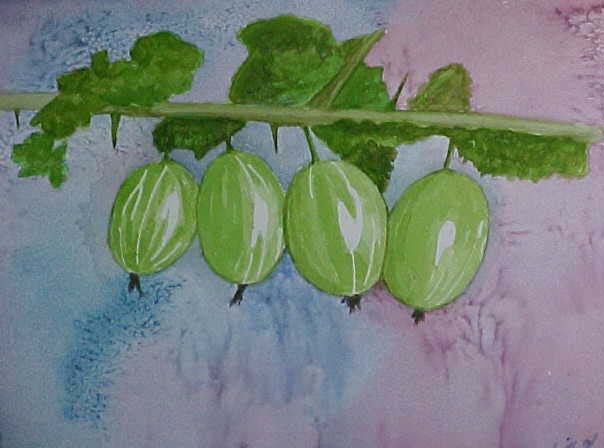 Gooseberries - Bernie Elliott - Click to enlarge