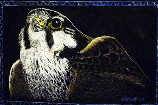 Sparrow  Hawk - Bernie Elliott - Click to enlarge