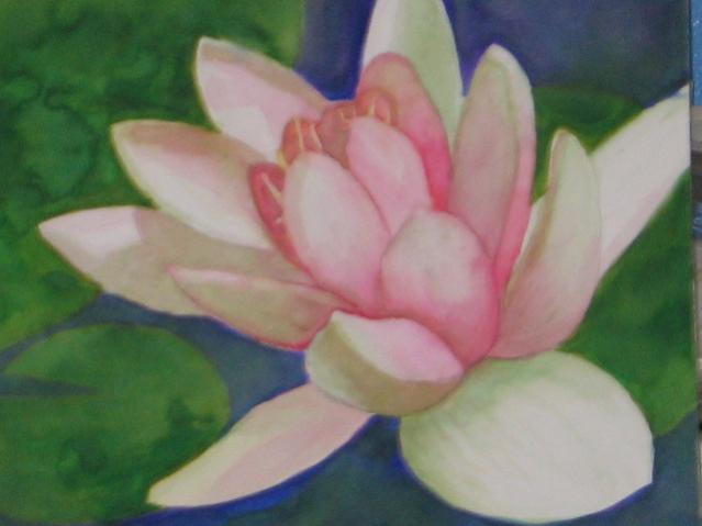 A Pink Water Lilly - Bernie Elliott - Click to enlarge