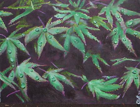 Japanese Maples After the Rain - Bernie Elliott